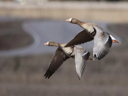 Greater White-fronted Goose